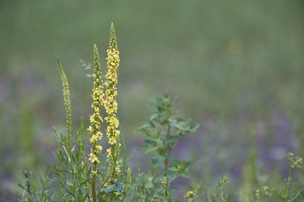 Kleinblütige-Königskerze