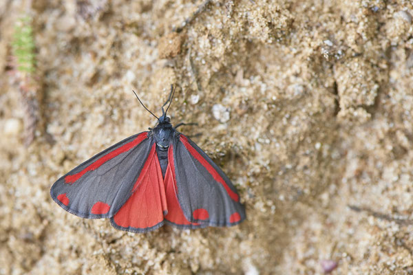 Tyria jacobaeae / Jakobskrautbär - DIN-Rotbach - 51°34`43.01" 6°48`44.20" - (27.05.2019)