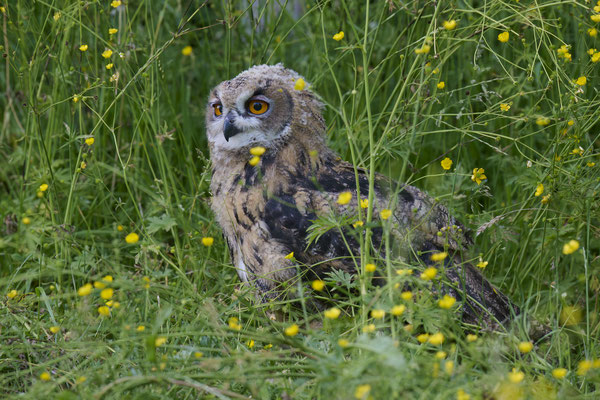 Uhu - Jungvogel