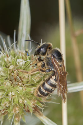 Halictus scabiosae / Gelbbindige-Furchenbiene - Dinslaken Emschermündung - (18.08.2020)