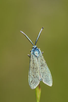 Ampfer-Grünwidderchen