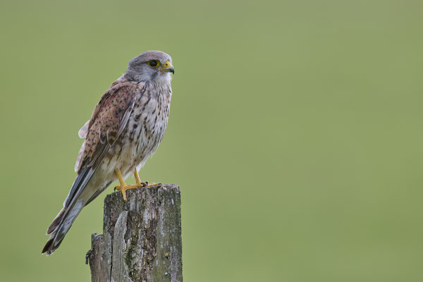 Turmfalke