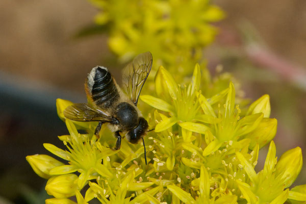Megachile willughbiella - Garten