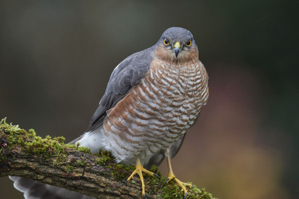 Bei miesem, dunklem Wetter und hohen Isowerten - Sperbermännchen sehr nah im Garten - (28.11.2019)
