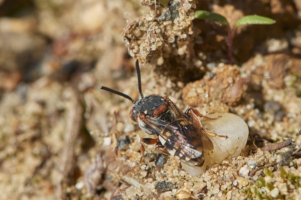 Nr.1299 - Epeolus variegatus / Gewöhnliche Filzbiene - OB LMB - 51°29`11.55" 6°53`53.48" - (04.09.2019)