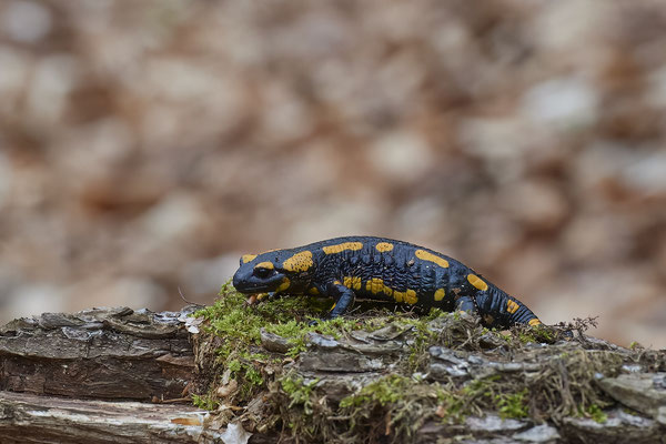 Feuersalamander
