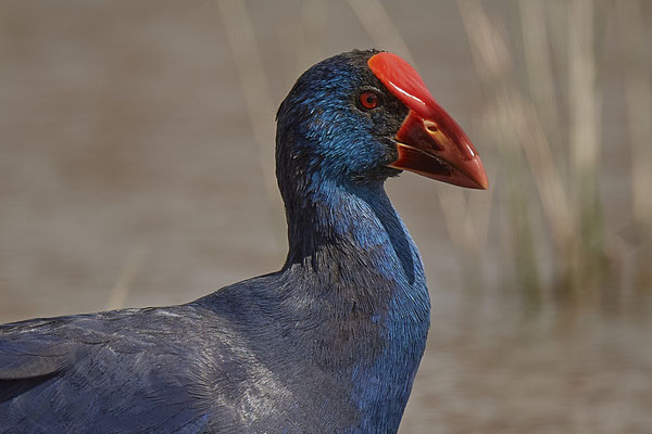 Purpurhuhn ( Naturpark Albufera )