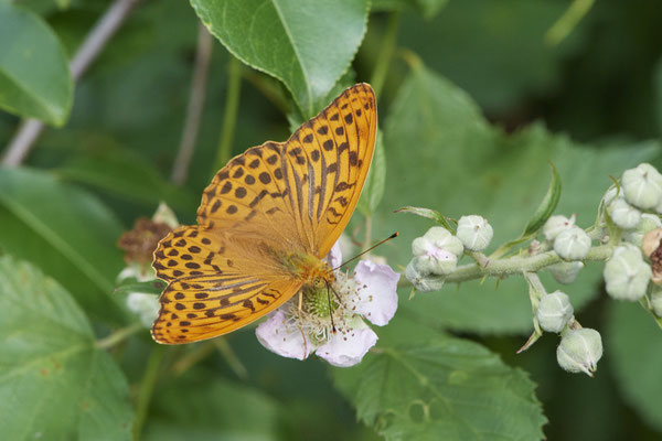 Kaisermantel - Hünxe - (25.06.2022)
