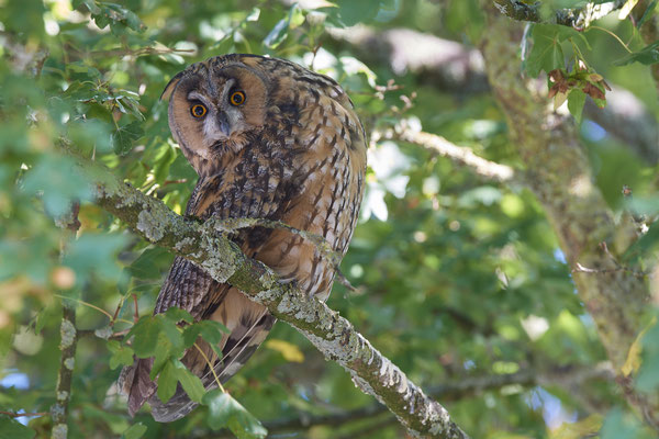Waldohreulen im Schlafbaum am Niederrhein (20.09.2019)