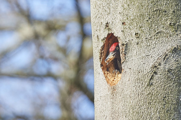 Schwarzspecht - Nach dem Höhlenausbau wirft  er die Späne in hohem Bogen aus der Höhle 1 - (26.03.2021)