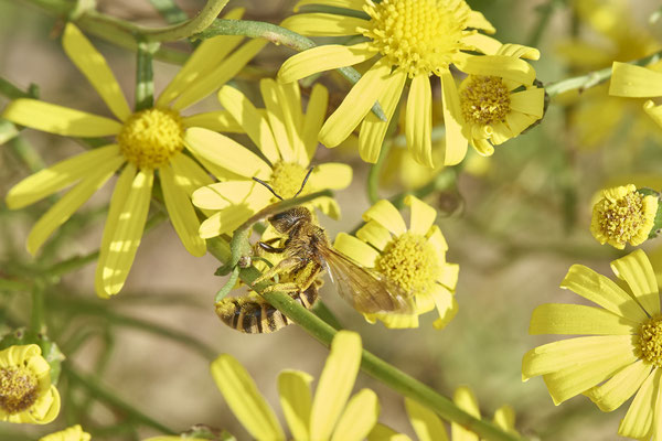 Nr.16-2/02 - Halictus scabiosae f - OB/E-LMB - (15.10.2018)