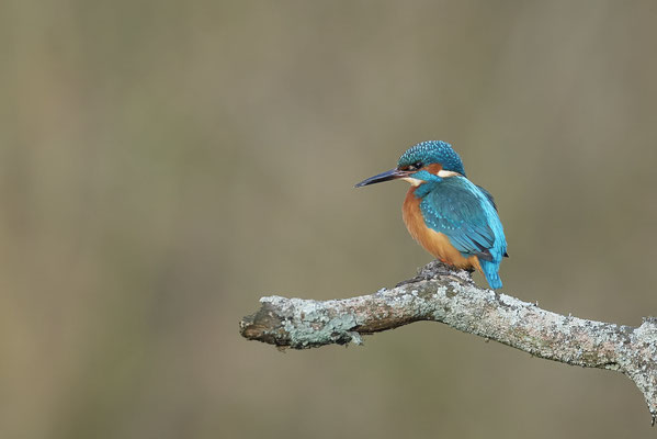 Eisvogel m - (13.02.2022)
