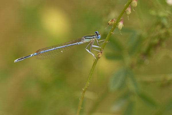 Blaue-Federlibelle