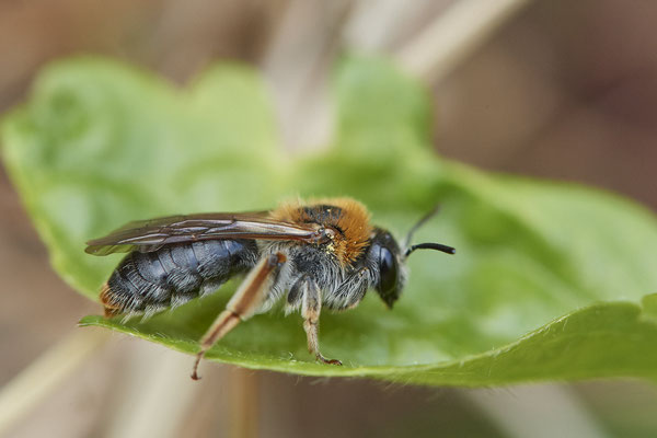 Rotschopfige Sandbiene / Andrena haemorrhoa - (25.04.2022)