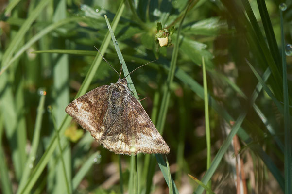 Braune Tageule - Vom 13.6. bis 20.6.2021 Urlaub im Allgäu