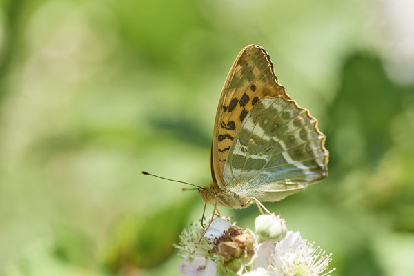 Kaisermantel - Hünxe - (28.06.2022)
