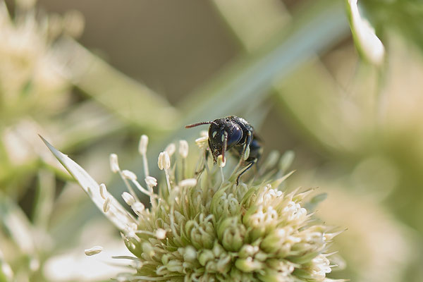 Hylaeus sp. - Dinslaken Emschermündung - 51°33`56.26" 6°41`27.74" - (08.08.2020)
