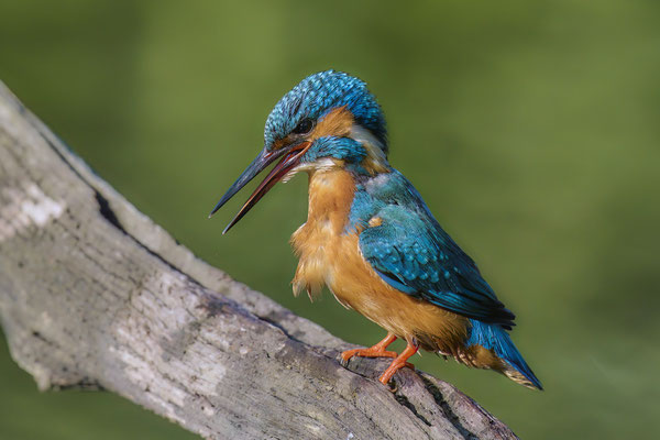 Eisvogel