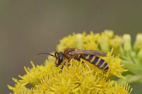 Nr.1148 - Halictus scabiosae m / Gelbbindige-Furchenbiene - Hünxe Kaninchenberge - 51°37`33.50" 6°41`44.27" - (11.08.2019)