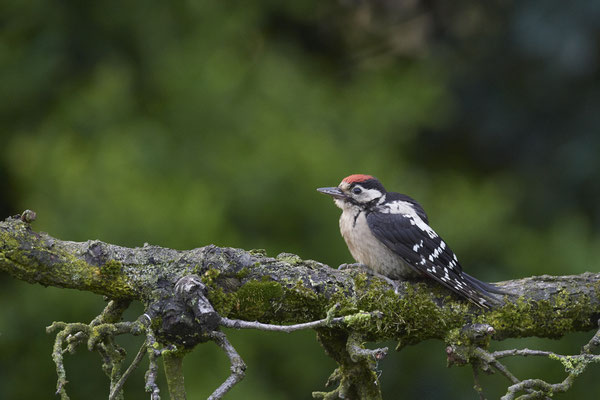 Junger Buntspecht 1-tes Kalenderjahr