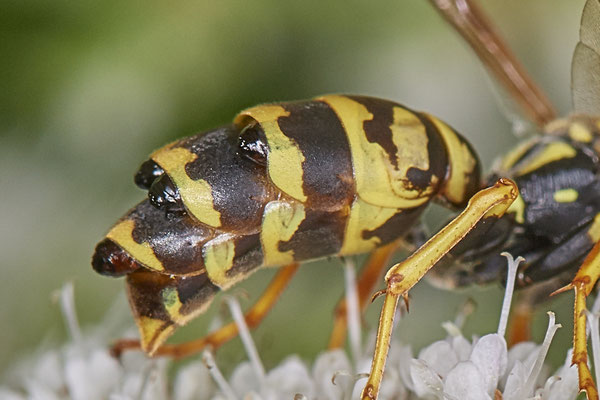 Nr.1064 - Polistes dominula / Französische Feldwespe ( mit Parasitoid von Xenos vesparum ) - Zwillbrock Vreden Biologische Station - 52°03`17.44" 6°41`34.71" - (01.08.2019)