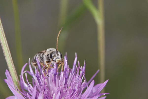 Halictus quadricinctus - Dinslaken Emschermündung - 51°33`52.87" 6°41`48.98" - (13.08.2020) - Rote Liste: Kategorie 3: Gefährdet