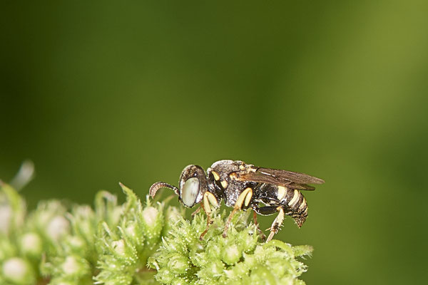 Nr.1067 - Oxybelus sp. / Grabwespe - Zwillbrock Vreden Biologische Station - 52°03`17.44" 6°41`34.71" - (01.08.2019)