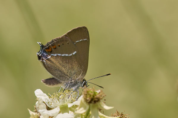 Kreuzdorn-Zipfelfalter - (Urlaub Mosel Valwig vom  08.06. bis 11.06.2023 mit der Nabu Herne)