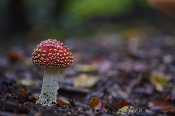 Fliegenpilze am Rotbach Kirchhellener Heide - (30.09.2019)