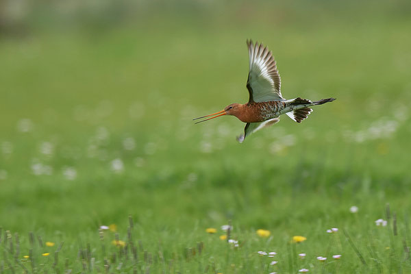 Uferschnepfe im Flug