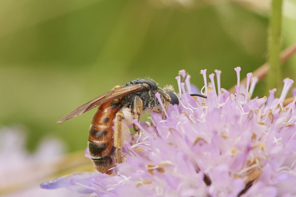 Andrena hattorfiana - NL - am Deich Pannerdensch Kanal- (27.06.2021)