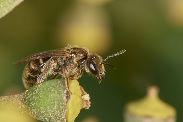 Nr.21-1/01 - Lasioglossum calceatum - OB Bottroperstraße Olgapark (08.11.2018)