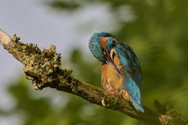 Eisvogel