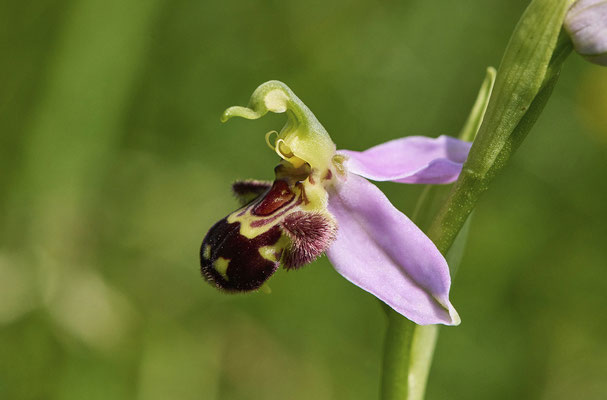 Bienen-Ragwurz
