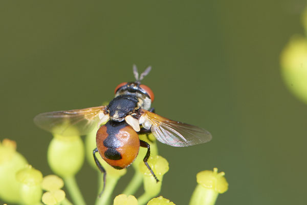 Nr.1126 - Gymnosoma rotundatum / Raupenfliege - OB Zeche Sterkrade - 51°31`11.24" 6°50`15.70" - (10.08.2019)