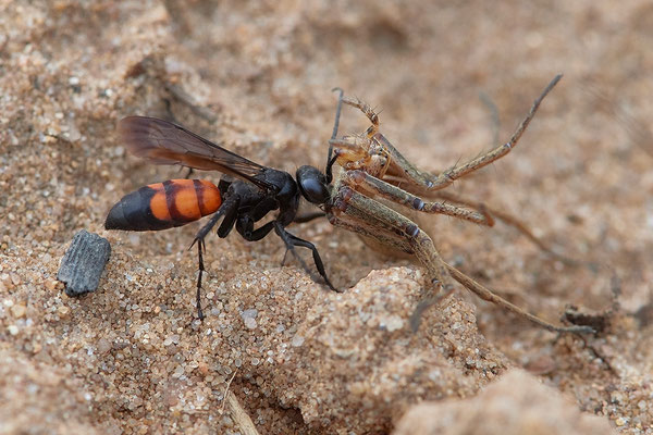 Frühlings Wegwespen