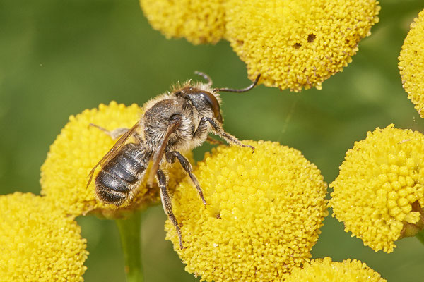Megachile Megachile centuncularis m - DIN Dickerstraße - (04.08.2021)