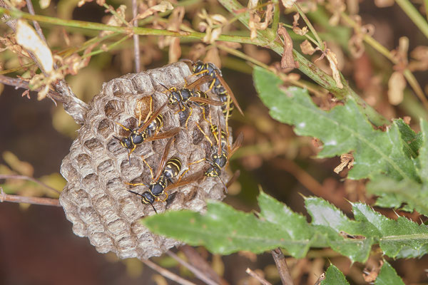 Nr.0851 - Nest 1 - Polistes /  Feldwespe - OB Neue Mitte 2 - 51°29`17.47" 6°53`51.86" - (27.06.2019)