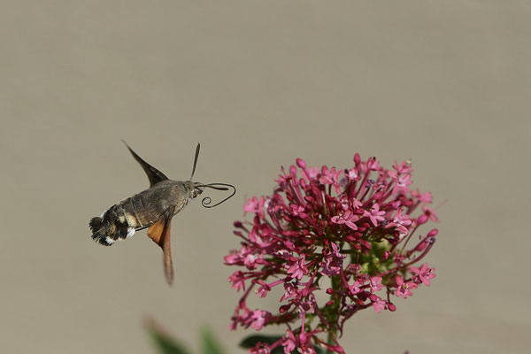Taubenschwanz an Roter Spornblume - (04.07.2022)