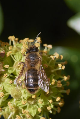 Nr.11-2/05 - Andrena scotica f - Stylopisierte (Schottische Erdbiene) - MG Riegenbenden 15 (08.10.2018)