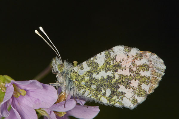 Aurorafalter - (05.05.2021)