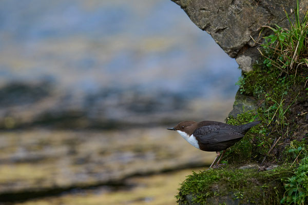 Wasseramsel