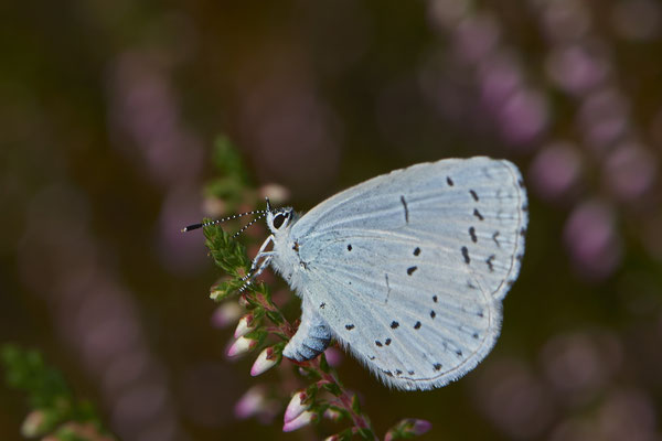 Celastrina argiolus / Faulbaum-Bläuling - WES Lippedünen Aaper Vennekes - (12.08.2019)