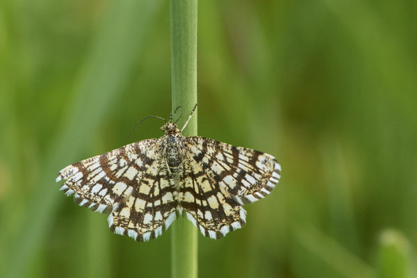 Klee-Gitterspanner - Düsseldorf - Urdenbacher Kämpe - (09.05.2021)