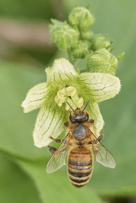 Nr.0570 - Honigbiene an Zaunrübenblüte - OB Neue Mitte 2 - 51°29`18.27" 6°53`39.83" - (22.05.2019)