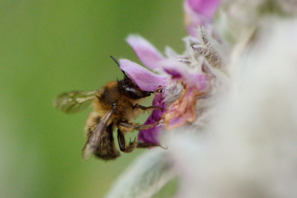 Anthophora Furcata - Oberhausen - Garten - 02.06.2026