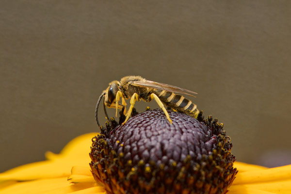Halictus skabiosae