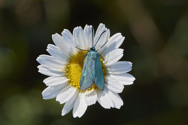 Ampfer-Grünwidderchen - Auf Schmetterlingstour in der Eifel: Kalvarienberg und Lambertstal - (29.05. bis 03.06.2022)
