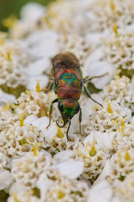 Hedychrum rutilans