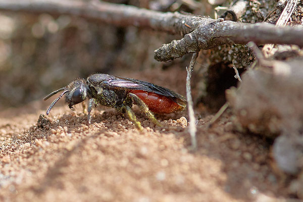 Große Blutbiene  - Sphecodes albilabris